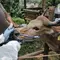 Dokter dari Tim Balai Besar Karantina Pertanian Tanjung Priok memeriksa kesehatan sapi di salah satu lapak hewan kurban di Jalan Pangeran Antasari, Jakarta Selatan, Selasa (30/5/2023). (merdeka.com/Iqbal S. Nugroho)