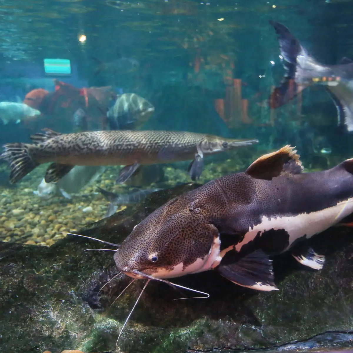 Arti Mimpi Ikan Berenang Mendekati: Pesan Tersembunyi Dari Alam Bawah Sadar