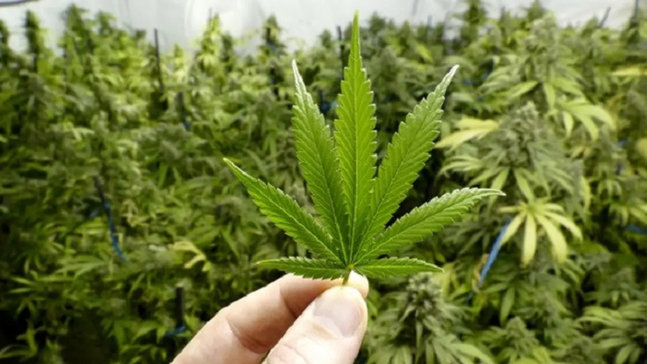 Ganja dilarang untuk digunakan. (via. The Motley Fool)