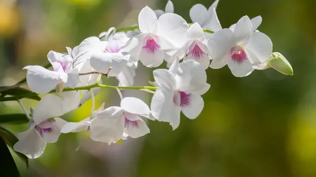 Setangkai anggrek (Foto Dok: Freepik/kriengsuk)