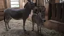 Anak keledai yang diberi nama Julieta itu lahir di kebun binatang swasta pada 19 Juni 2023, kata Ignacio Idalsoaga, dokter hewan dan pendiri kebun binatang tersebut. (MARTIN BERNETTI / AFP)