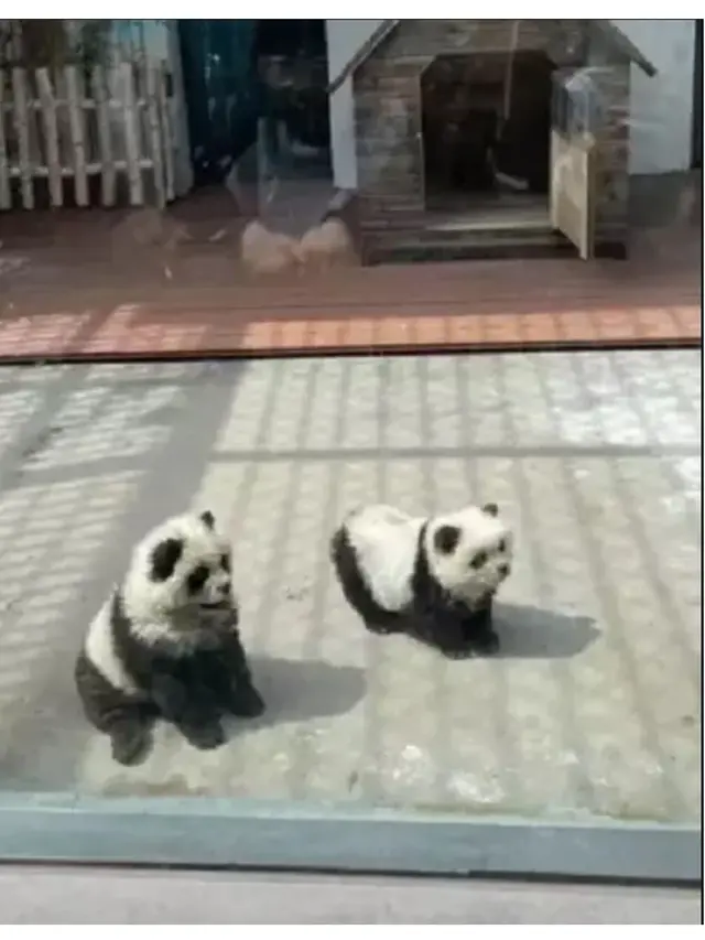 Kebun Binatang Ini Ubah Anjing Jadi 'Panda Palsu', Diwarnai Hitam Putih