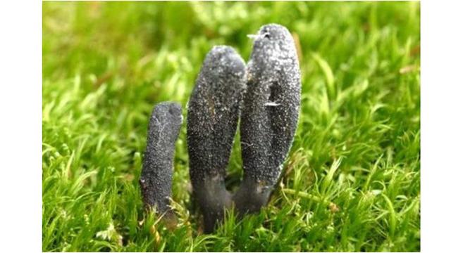 6 Bentuk Jamur Paling Unik di Dunia, Ada yang Mirip Daging Sapi