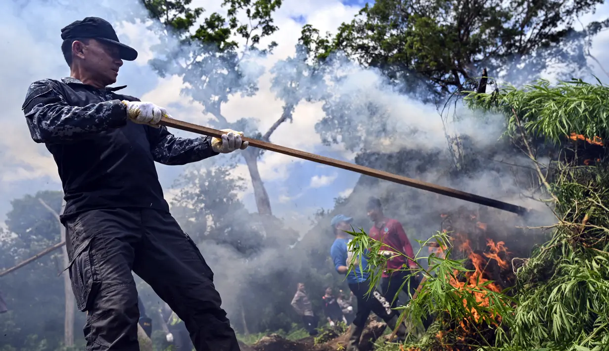 Seorang anggota Badan Narkotika Nasional (BNN) membakar tanaman ganja saat penggerebekan pada jalur hutan di Lamteuba, Provinsi Aceh, 18 Mei 2022. (CHAIDEER MAHYUDDIN/AFP)