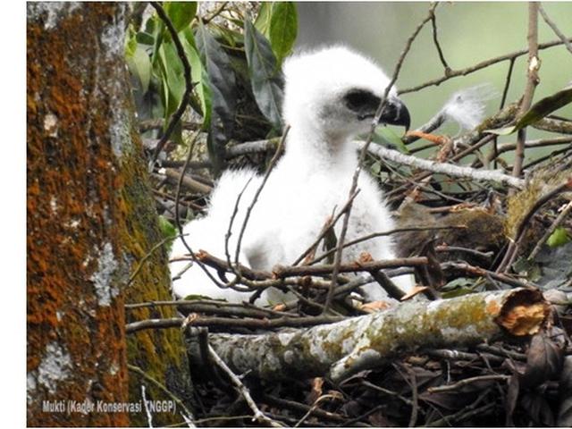 Elang Jawa Si Burung Garuda Menetas Di Gunung Pangrango Ini Fakta Faktanya Hot Liputan6 Com