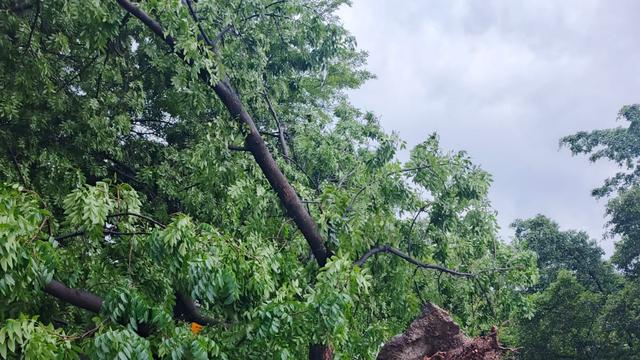 Amukan Angin Setengah Jam di Ujungberung Bandung Bikin Rumah Rusak dan Pohon Tumbang
