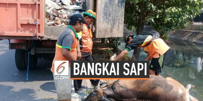 VIDEO: Temuan Bangkai Sapi di Kali Cideng