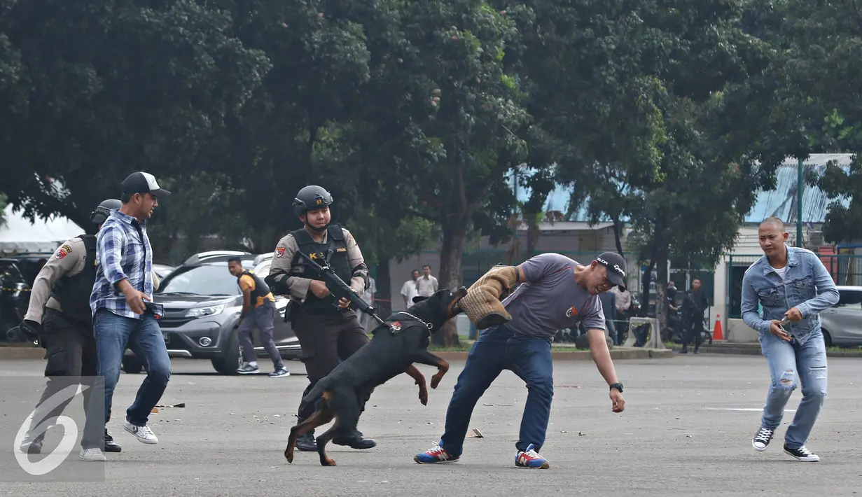Seekor anjing menggigit tangan petugas saat simulasi yang dilakukan Polda Metro Jaya di Senayan, Jakarta, Kamis (26/5). Simulasi tersebut digelar sebagai bentuk kesiapan petugas dalam menghadapi aksi terorisme. (Liputan6.com/Immanuel Antonius)
