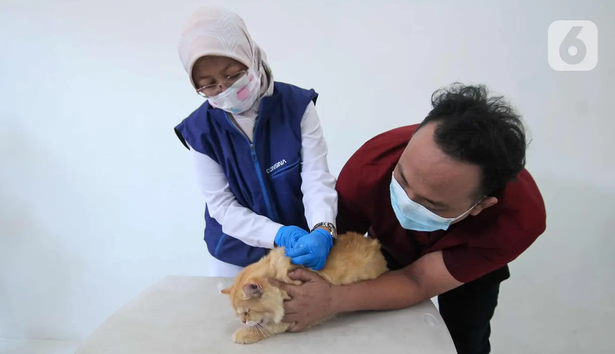 Petugas menyuntikkan vaksin antirabies kepada seekor kucing di Pusat Kesehatan Hewan (Puskeswan) Kota Tangerang, Banten, Rabu (3/3/2021). Sebanyak 500 hewan mendapat vaksin antirabies yang diberikan oleh Pemerintah Kota Tangerang melalui Dinas Ketahanan Pangan. (Liputan6.com/Angga Yuniar)