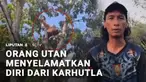 Kebakaran hutan dan lahan di Kalimantan Tengah tidak hanya meninggalkan lahan yang terbakar dan juga kabut asap. Tapi juga membuat satwa liar keluar dari habitatnya. Ada sejumlah orang utan yang berupaya menyelamatkan diri dari kebakaran hutan.