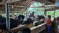 Pelaksanaan vaksinasi PMK terhadap sapi perah di Probolinggo (Istimewa)