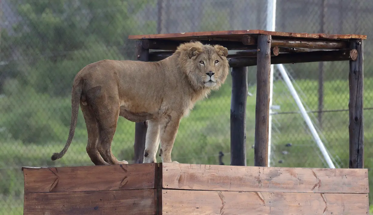 Simba, singa berusia 4 tahun ini berhasil diselamatkan oleh kelompok hak asasi manusia Four Paws dari Suriah dan dilepaskan ke kandang di Lionsrock Lodge and Big Cat Sanctuary di Bethlehem, Afrika Selatan, Senin (26/2). (AP Photo/Themba Hadebe)