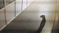 Rekaman CCTV mengungkap seekor macan tutul tengah berkeliaran di lorong-lorong pabrik mobil India (AFP)