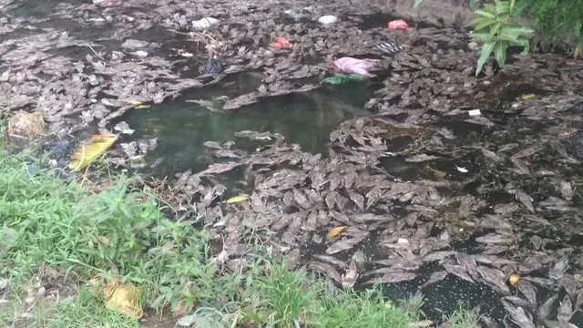 Ikan Sapu-Sapu Mati