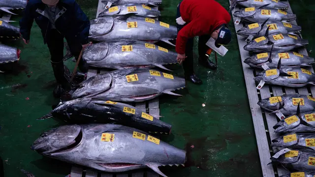 Melihat Lebih Dekat Lelang Tahunan Ikan Tuna Sirip Biru di Pasar Toyosu Tokyo