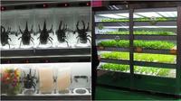 Vending machine atau mesin penjual otomatis unik di Jepang. (sumber: Oddee / Weirdworm / Buzzfeed)
