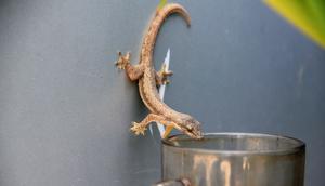 Ilustrasi Cicak/https://www.shutterstock.com/Subarkah Budi Wibowo