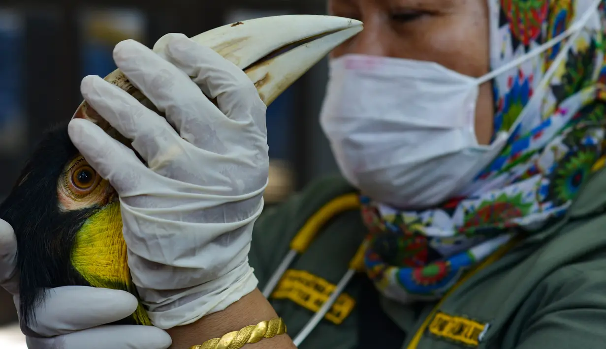 Dokter hewan dan petugas Balai Konservasi Sumber Daya Alam (BKSDA) Aceh merawat burung rangkong julang emas di Banda Aceh, Selasa (5/11/2019). BKSDA Aceh merawat satwa langka dan dilindungi hasil sitaan dan serahan warga untuk direhabilitasi dan dilepasliarkan ke habitatnya. (CHAIDEER MAHYUDDIN/AFP)