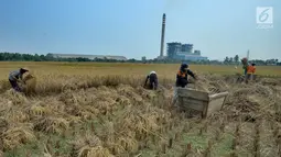 Suasana saat para petani memanen padi di sawah yang terletak di belakang PLTU Labuan, Pandeglang, Banten, Minggu (4/8/2019). Musim kemarau menyebabkan harga gabah di tingkat petani mengalami kenaikan dari Rp 3.600 menjdi Rp 4.300 per kilogram. (merdeka.com/Arie Basuki)