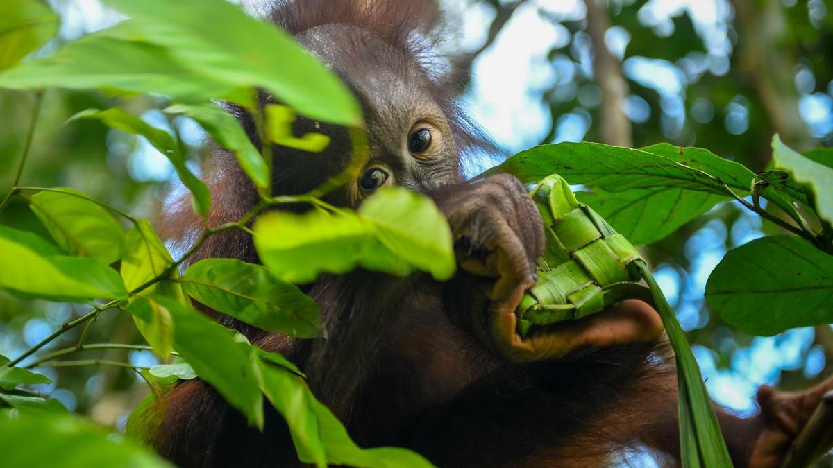 Ketupat Lebaran untuk Orang Utan, Cara Unik Melatih Naluri Liar