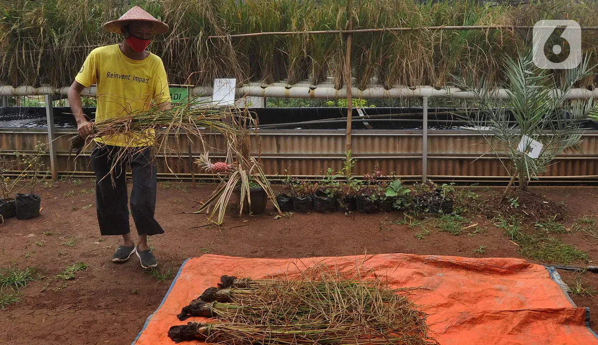 Warga memanen padi hitam yang dihasilkan dari terapan teknologi hidroganik di RW 012, Pengasinan, Depok, Jawa Barat, Senin (15/2/2021). Teknologi hidroganik diterapkan pada lahan fasos yang terbengkalai sebagai langkah awal ketahanan pangan di masa pandemi. (merdeka.com/Arie Basuki)