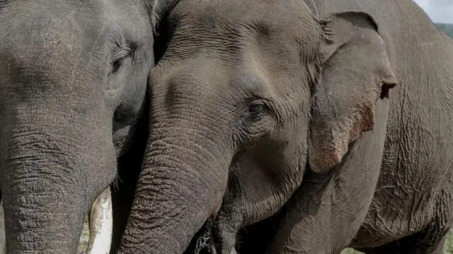 [Bintang] Demi Menyelamatkan Rumah Gajah di Aceh, Dua Pemuda Ini Rela Bersepeda Keliling Sumatera