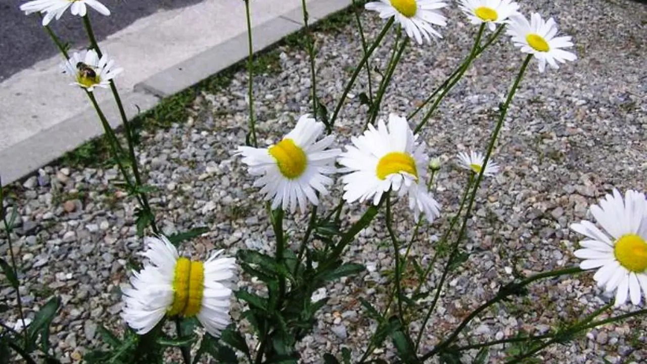 Bunga daisy mutan ditemukan di sekitar reaktor nuklir Fukushima yang luruh