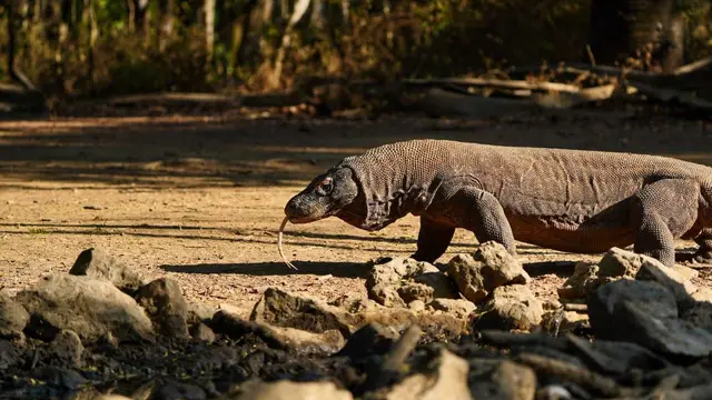 Jelajahi Keindahan Dunia di Timur Indonesia dengan Komodo Trip dari Lombok