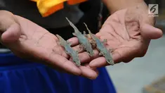 Pekerja memperlihatkan cicak kering di rumah industri kawasan Cirebon, Jawa Barat, Selasa (2/4). Rumah industri ini mampu memproduksi 1 kuintal cicak kering dalam sebulan. (Liputan6.com/Herman Zakharia)
