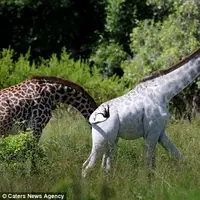 Berada di kerumunan, jerapah putih langka ini seakan 'memisahkan' diri.