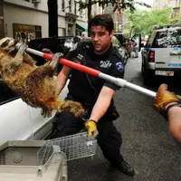 Bukan cuma manusia yang bisa bertindak kriminal, hewan juga!