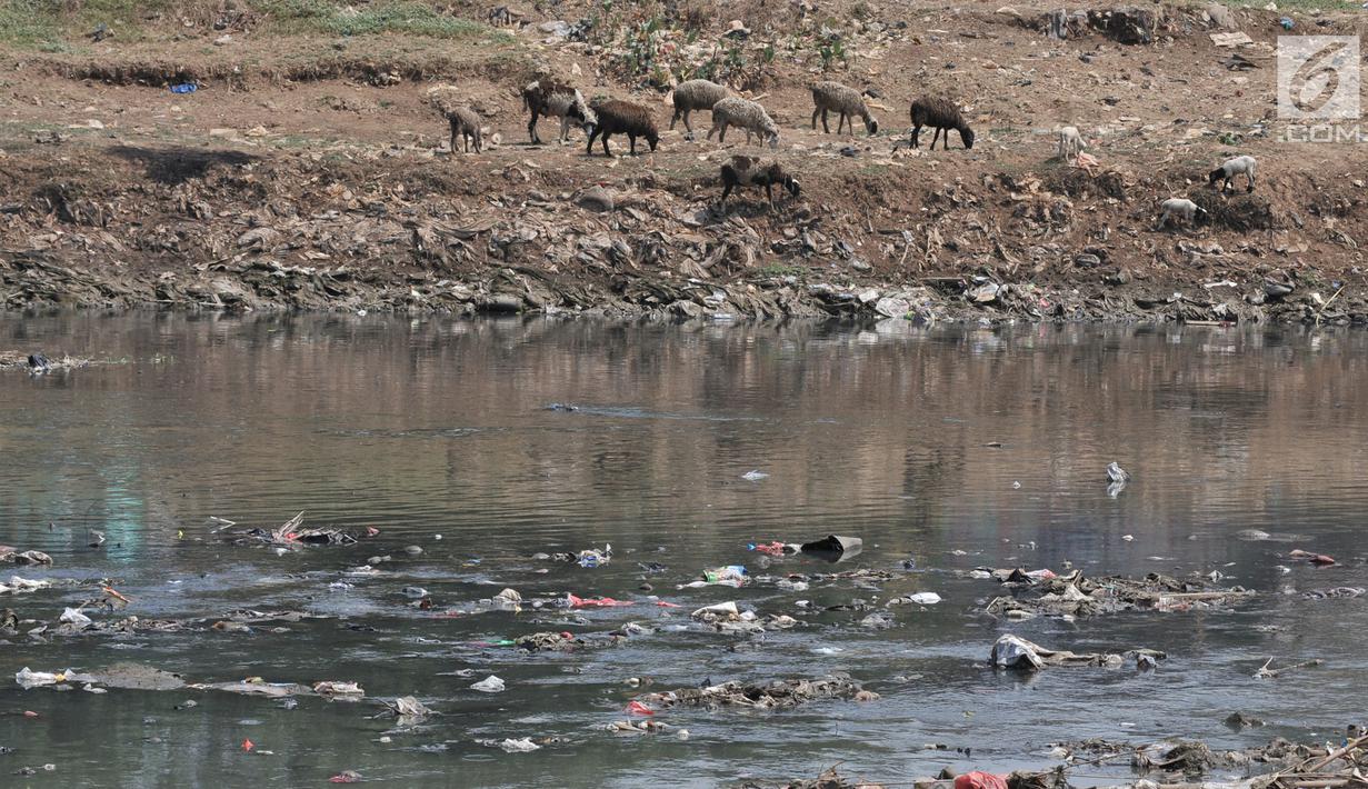 Kawanan dombak mencari makan di dekat Kanal Banjir Barat, Jakarta, Selasa (16/7/2019). Kemarau sejak dua bulan terakhir ini menyebabkan sampah-sampah yang mengendap di dasar sungai muncul ke permukaan sehingga menimbulkan bau tak sedap. (merdeka.com/Iqbal S Nugroho)