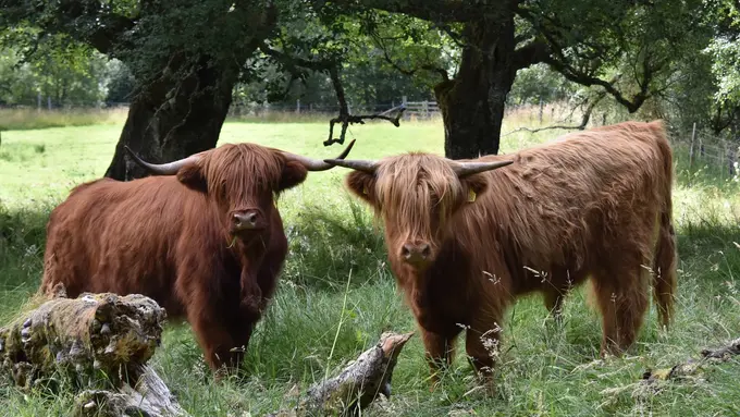 Ilustrasi sapi/kerbau