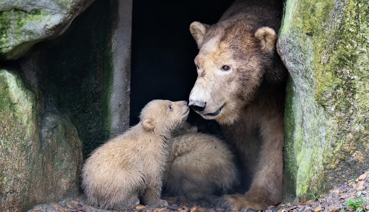Dua anak beruang kutub beristirahat di dekat sang induk "Malik" selama tamasya pertama mereka di Kebun Binatang Aalborg, Denmark, 4 Maret 2020. Kebun Binatang ini membiarkan penghuni baru tersebut melakukan langkah pertamanya di dunia luar. (Henning Bagger/Ritzau Scanpix/AFP)