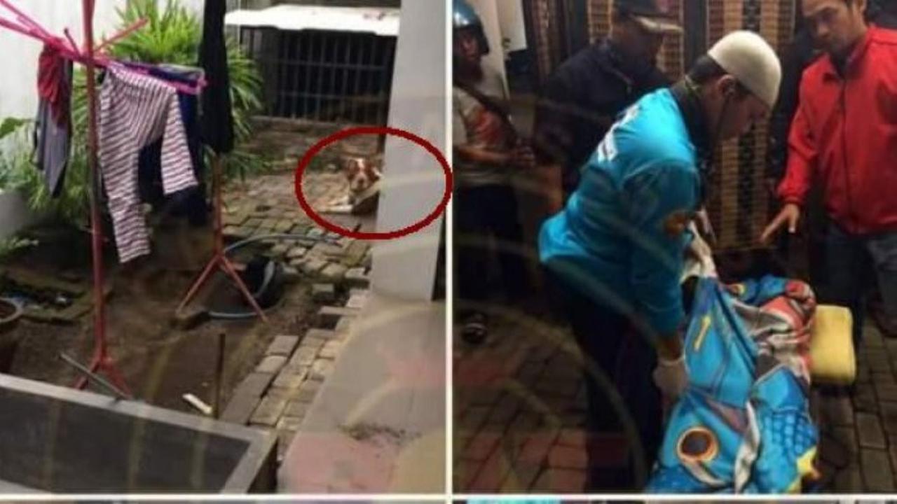 [Bintang] Netizen Soroti Kasus Bocah Tewas Digigit Anjing Pitbull di Malang