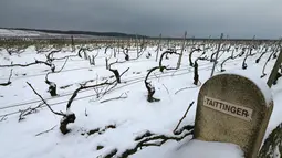 Kebun anggur terlihat diselimuti salju di rumah produsen sampanye Taittinger pada hari pertama musim semi di wilayah Champagne di Mailly-Champagne, dekat Reims, (19/3). (AFP Photo/Francois Nascimbeni)