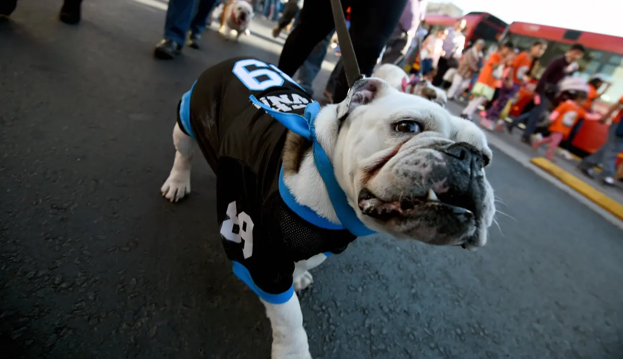 Seekor anjing Bulldog mengenakan baju saat ikut berkumpul untuk meraih Rekor Guinness di Mexico City di Meksiko (26/2). Saat ini Bulldog dikenal sebagai anjing sahabat yang baik, tidak agresif walaupun tampangnya menyeramkan. (AFP/Alfredo Estrella)