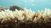 Terumbu karang di Bulukumba mendadak putih setelah air laut memanas (Liputan6.com/Eka Hakim)