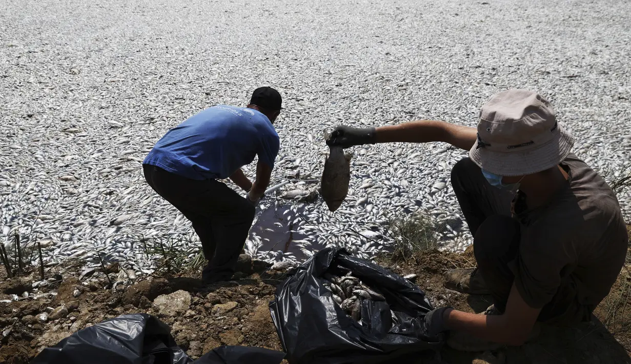 Bangkai-bangkai ikan yang mengambang tersebut menciptakan selimut keperakan di Pelabuhan. (AP Photo/Vaggelis Kousioras)
