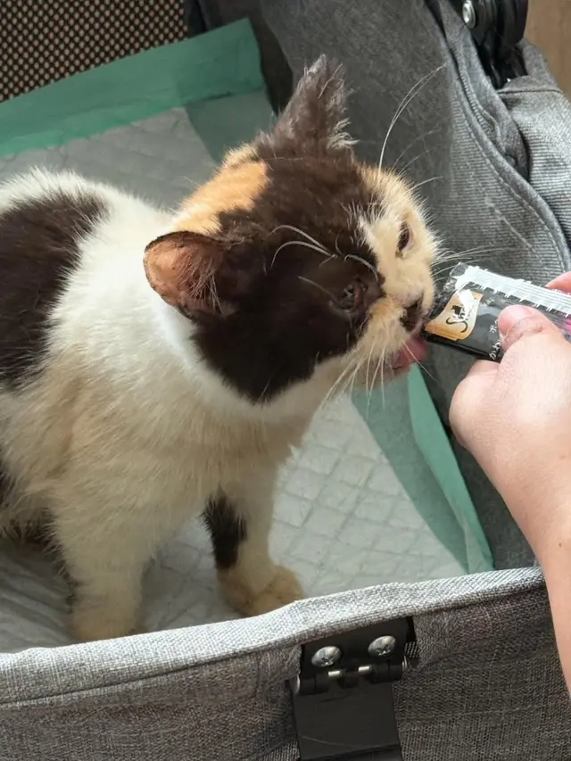 Cerita Sherina Munaf Rescue Kucing Uya Kuya Pasca Penjarahan, Kondisinya Malnutrisi