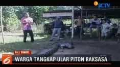 Ular piton ini pertama kali ditemukan oleh seorang warga bernama Ali Sipin saat melintas di jalan desa
