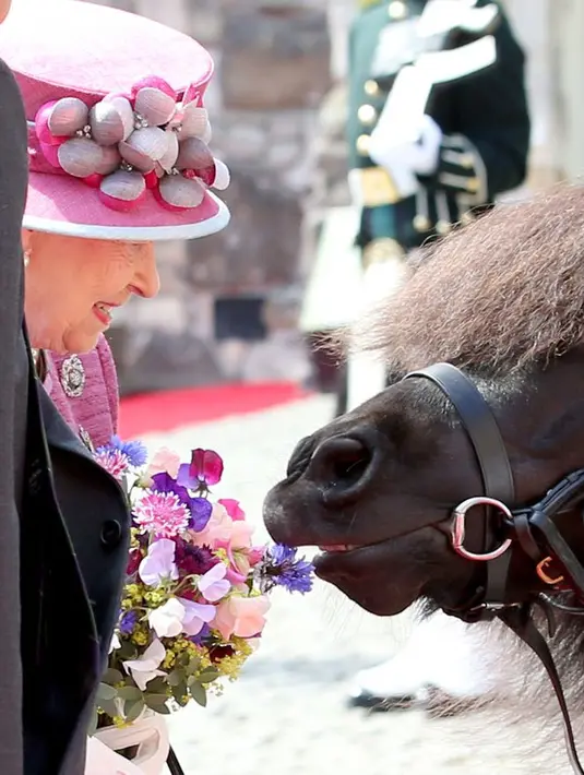 Tahun lalu, Cruachian IV, mengendus bunga yang dibawa oleh Ratu Elizabeth II saat Natal. (GETTY IMAGES/JANE BARLOW - PA IMAGES)