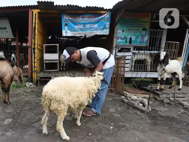 Pedagang merawat kambing di kios hewan ternak kawasan Buaran, Jakarta Timur, Jumat, (10/6/2022). Mewabahnya Penyakit Mulut dan Kuku (PMK) hewan berdampak pada pedagang kambing. (Liputan6.com/Johan Tallo)