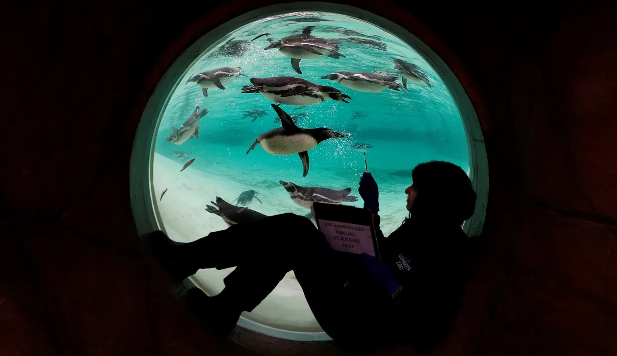 Petugas menghitung jumlah penguin Humboldt saat melakukan sensus di Kebun Binatang ZSL London, Inggris, Kamis (3/1). Sensus tahunan ini wajib dilakukan sebagai persyaratan izin kebun binatang. (Adrian DENNIS/AFP)