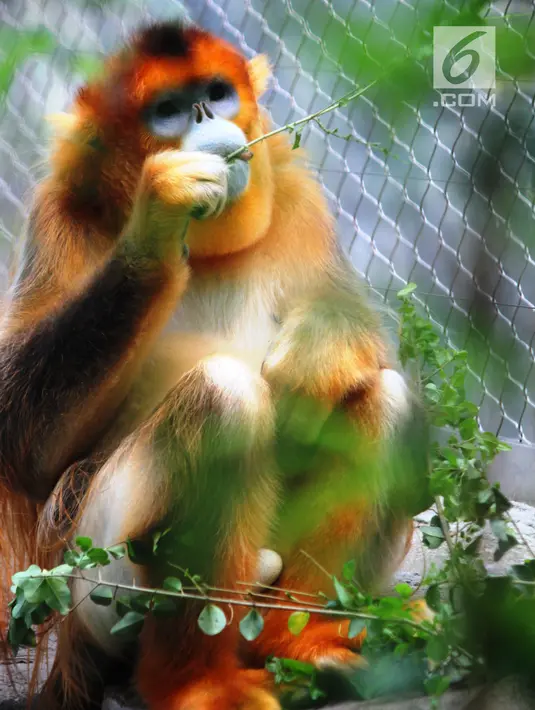 Le Le, si monyet emas Sichuan berhidung pesek, salah satu spesies monyet langka dapat Anda temukan di Ocean Park Hong Kong (18/5). Monyet emas Sichuan merupakan salah satu hewan langka yang perlu dilestarikan. (Liputan6.com/Ahmad Ibo)
