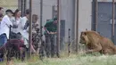 Saeed, singa berusia dua tahun yang berhasil diselamatkan dari Suriah dan dilepaskan ke kandang di Lionsrock Lodge and Big Cat Sanctuary, Bethlehem, Afrika Selatan, Senin (26/2). (AP Photo/Themba Hadebe)