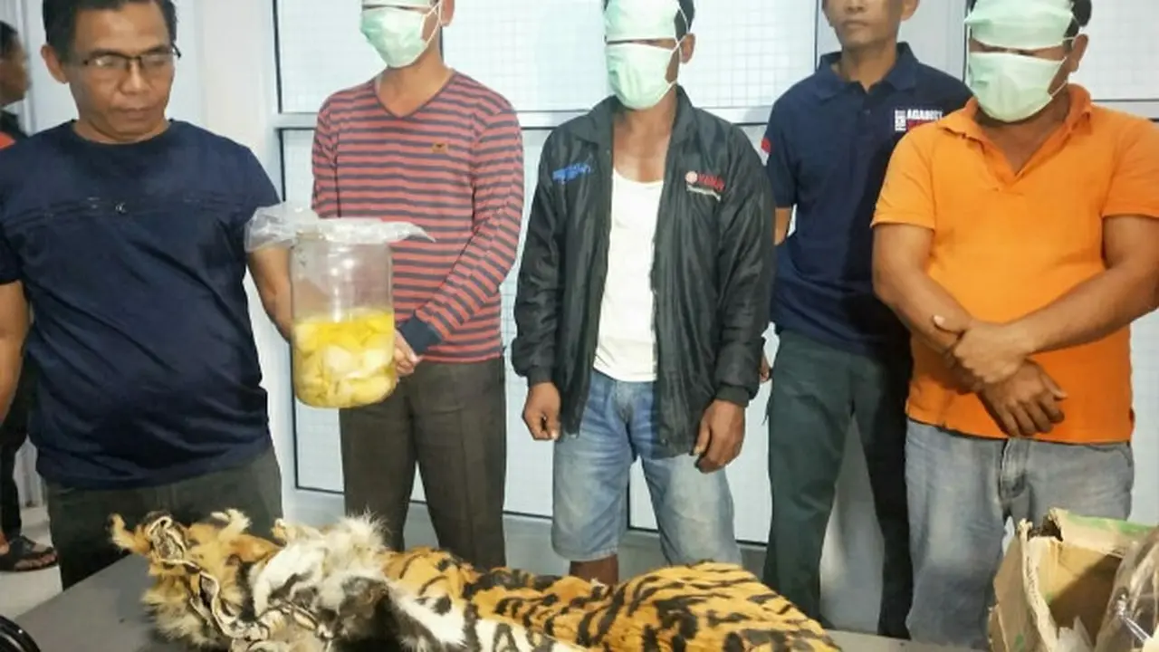 Tersangka pemburu dan penjual kulit harimau sumatra yang ditangkap petugas Gakkum KLHK Sumatra.