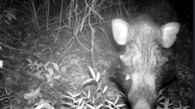 Javan warty pig atau babi kutil (Sus verrucosus) tertangkap kamera