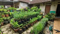 Cara Mengatasi Tanaman Cabai yang Subur tapi Tidak Berbuah, Begini Triknya