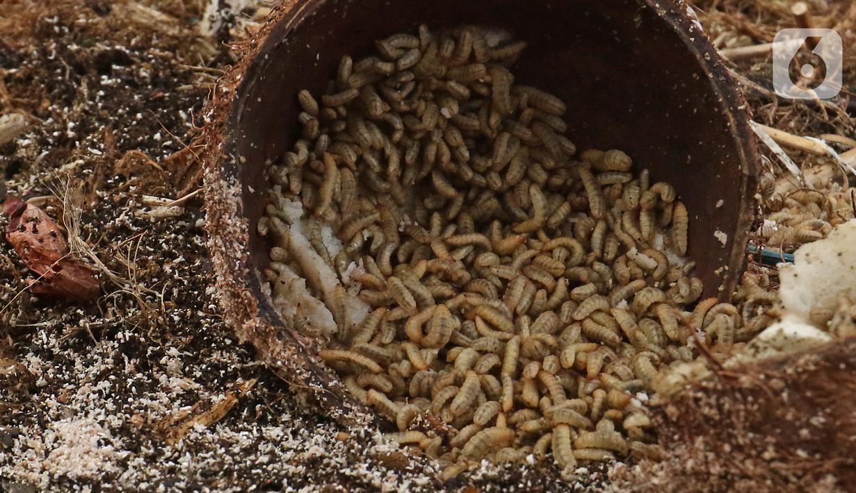 Maggot terlihat di Kantor Dinas Lingkungan Hidup DKI Jakarta, Selasa (3/11/2020). DLH DKI memberdayakan maggot untuk mengurai sampah organik yang bersumber dari sumbangsih warga sebagai pupuk kompos. Selain itu, larva tersebut juga bisa menjadi pakan hewan ternak. (Liputan6.com/Herman Zakharia)
